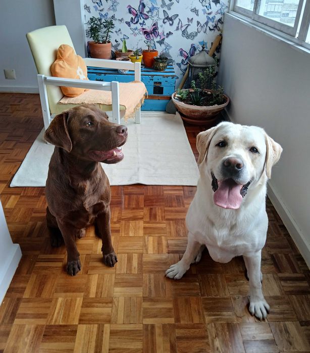 PET SITTING CÃES - Estadia Familiar regime Exclusividade - Oeiras