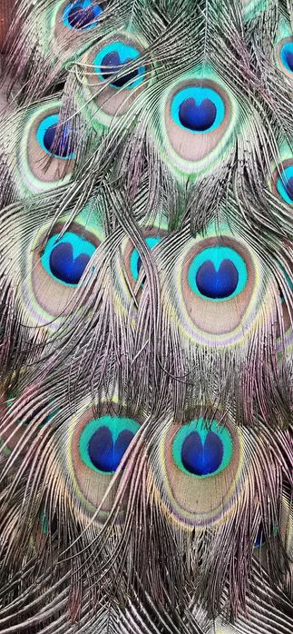 Penas de Pavão azul