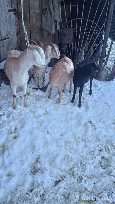 Англонубійські козички.