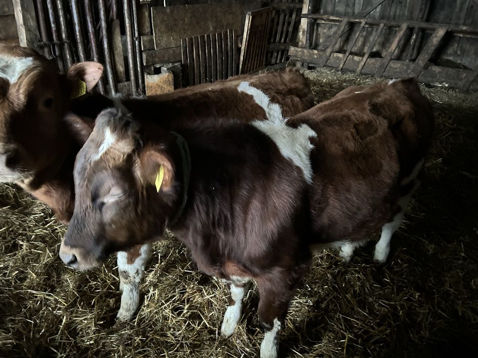 Byczki  mieszance LM