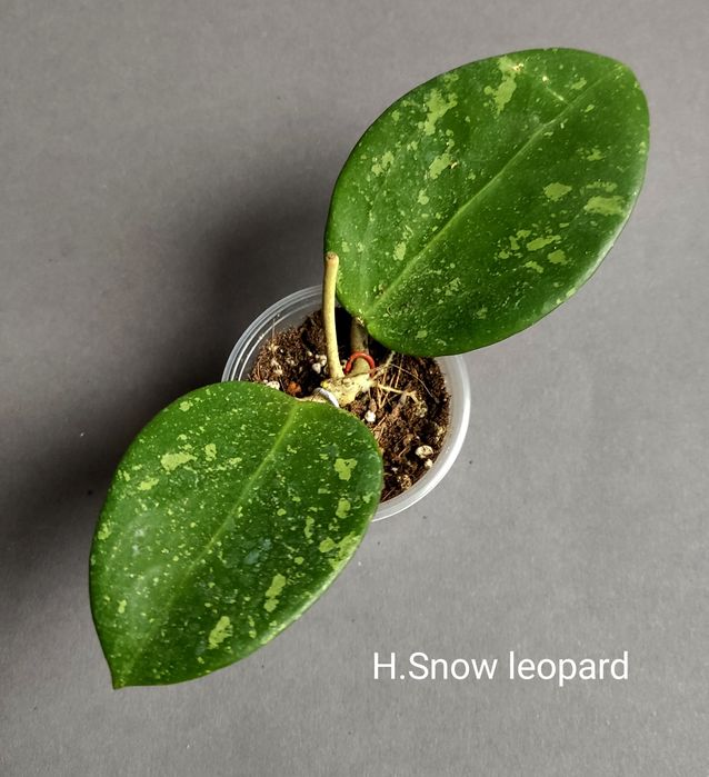 Хойя.Хої різні,nongnooch,Tangamus.anulata,АН032,Rigidifolia,BlackLeavs
