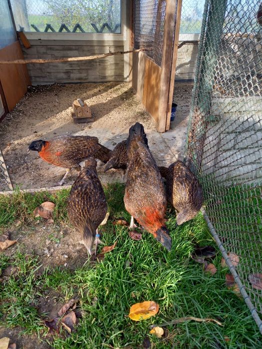 Bazanty Tragopany Satyra