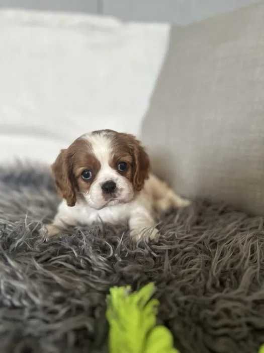Cavalier King Charles