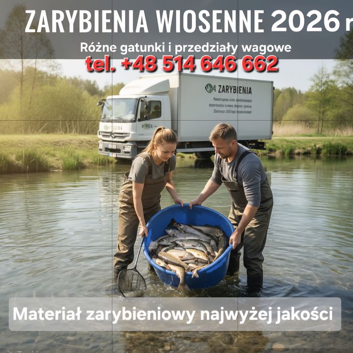 Najtaniej Kroczek Karpia ,Amura...