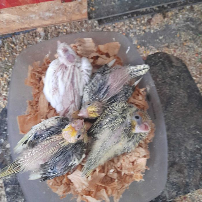 Caturras para criar à mão