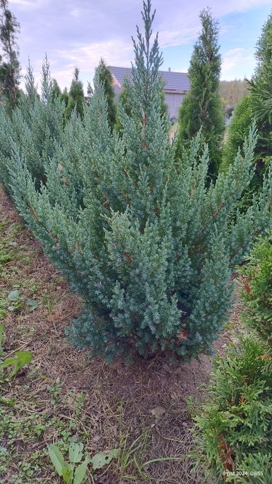 Jalowiec stricta