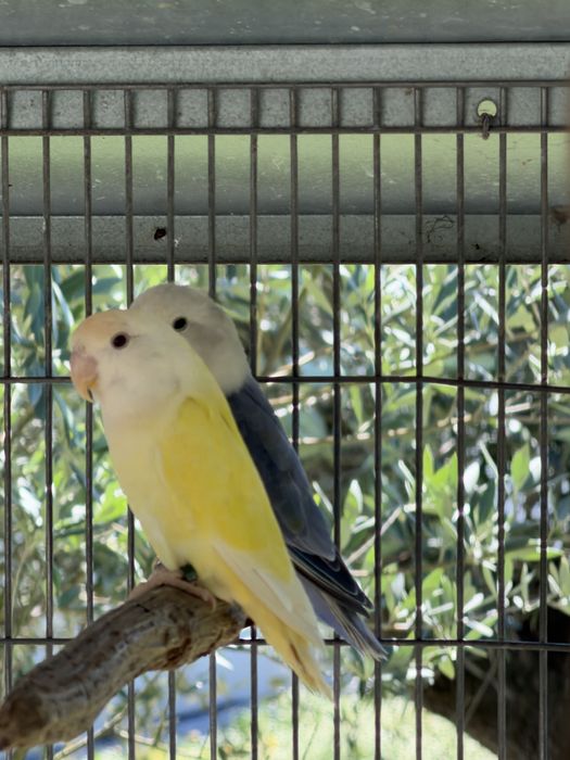 Agapornis roseicollis