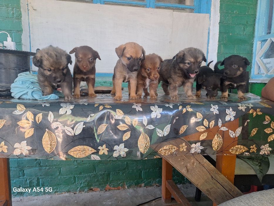 Цуцики великі не ростуть