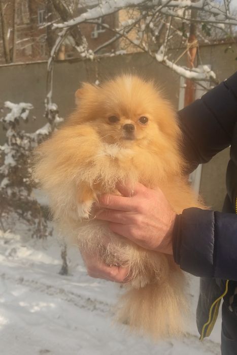 Яркая девочка  КСУ FCI