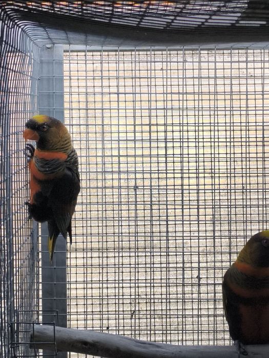 Papagaio Cinzento e vários Loris