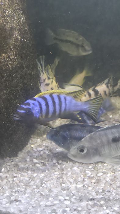 Casal Zebra Long Pelvic
