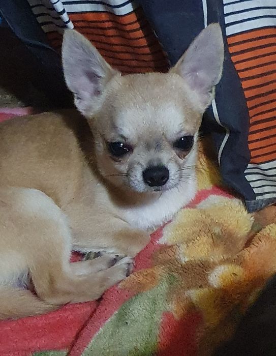 Щенки чихуахуа КСУ