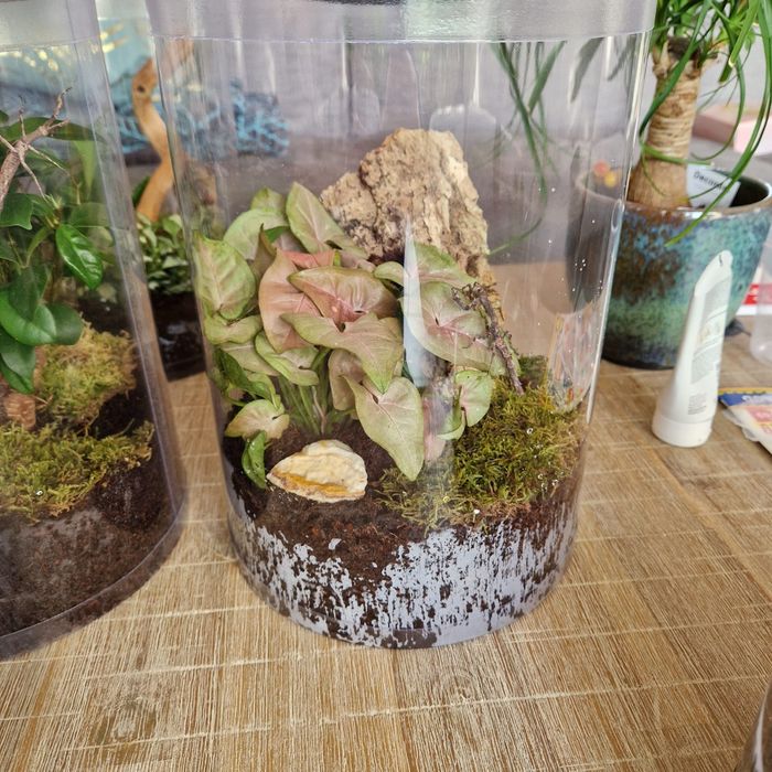 Terrarium - tuba hodowlana z wentylacją - solidna, bezpieczna