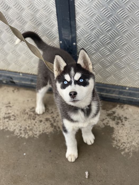 Голубоокі хасята