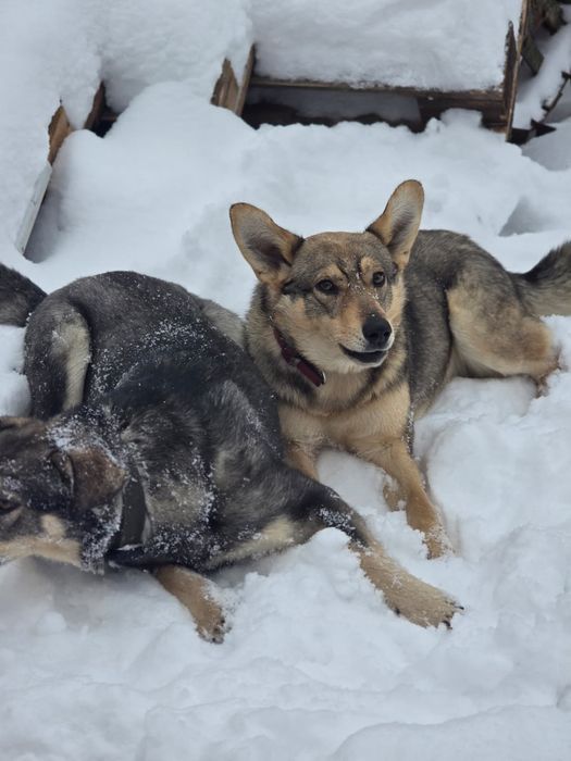 *** Lupus ***

Od niego wszystko się zaczęło!
To  Lupus przykuł naszą