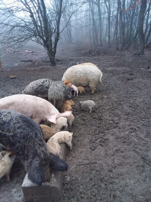 Поросята різного віку, м'ясо.