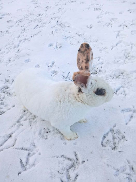 Sprzedam samca rex trójbarwny