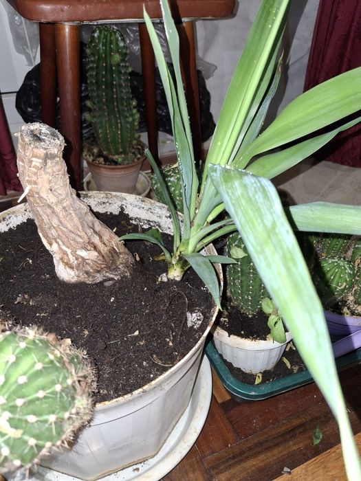 Юкка кімнатна  28 см