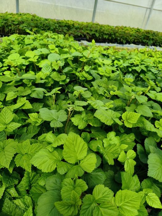 Plantas diversas de fruteiras
