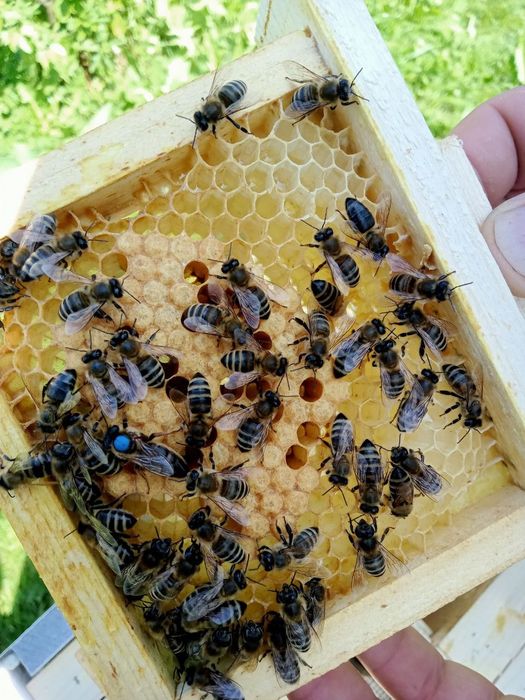 Матки Карніки лінії "Кірхайн" f1.