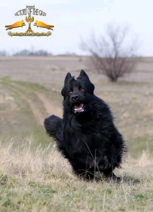 Профессиональный питомник  Длинношерстных Немецких овчарок.