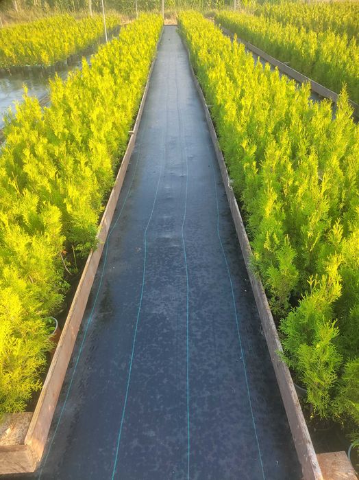 Tuje szmaragd Brwinów, Pruszków