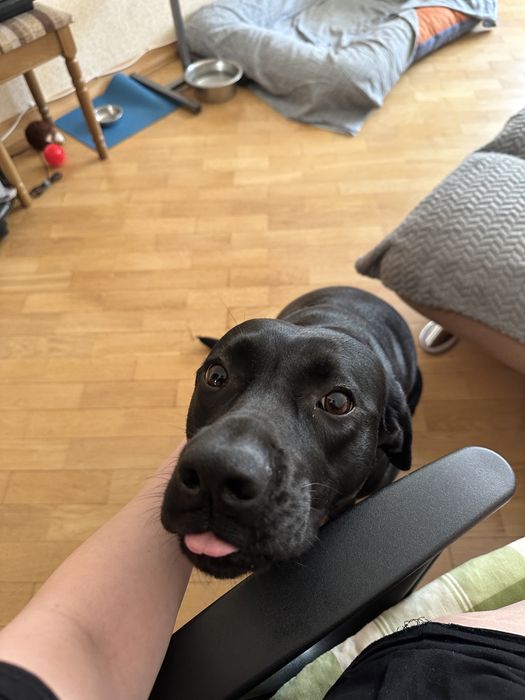 Індивідуальна перетримка тварин /Ніяких кліток/ котів / собак