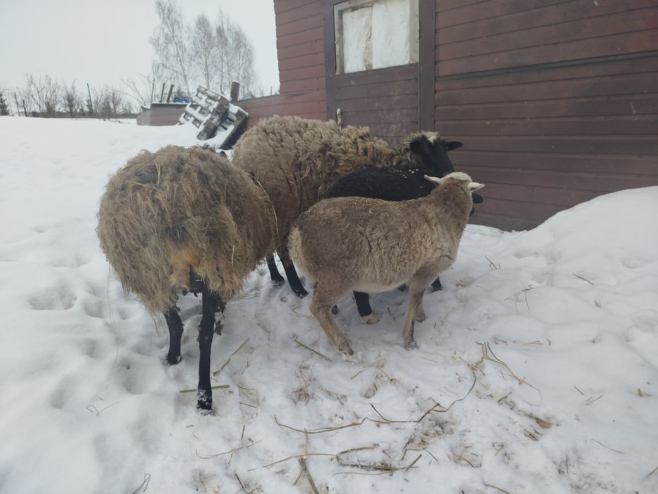 Романівські вівці, ягнята