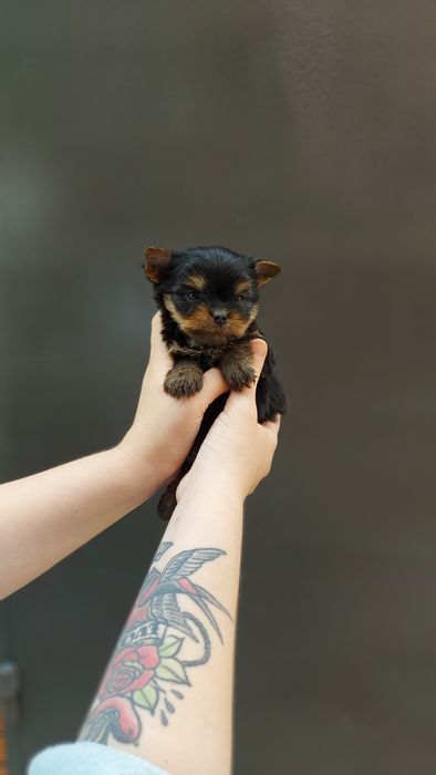 Міні хлопчик йорік. Йорк малиш