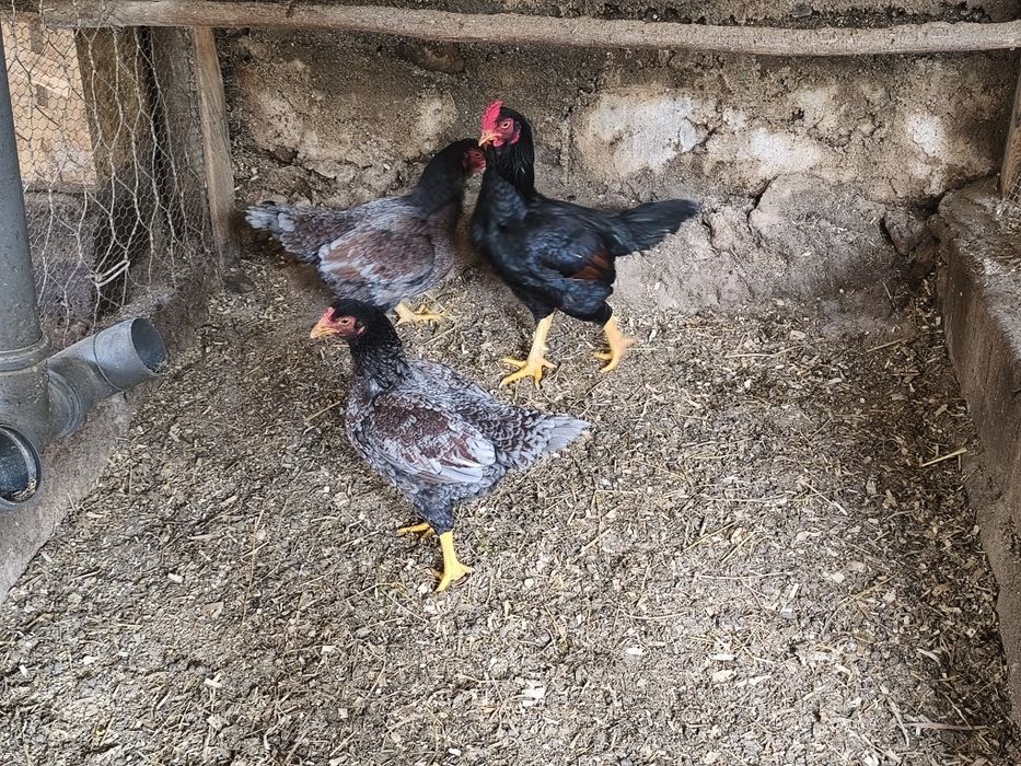 Ovos de Galinhas de Raça