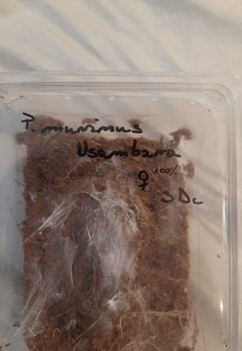 Ptasznik - pterinochilus murinus usambara + terrarium