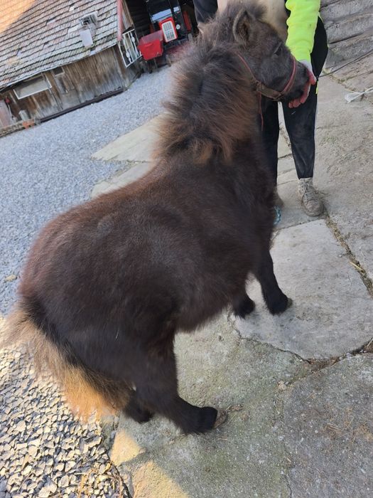 Ogierek Kucyk NIUTEK