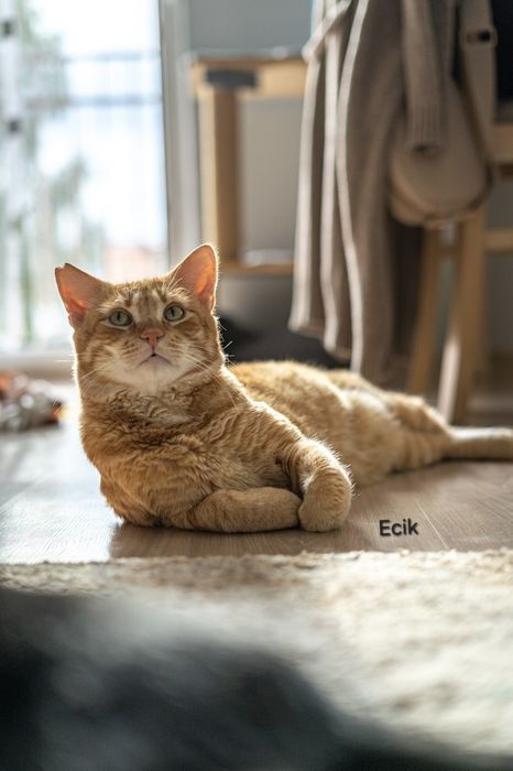 Do adopcji Ecik i Gucio