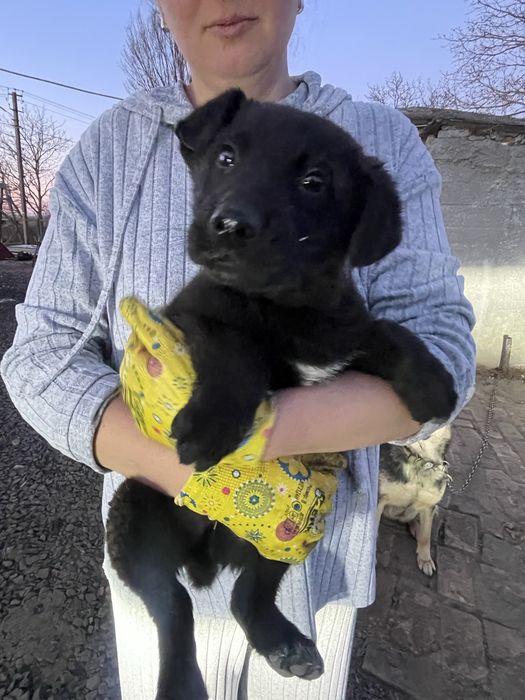 Цуценя, 3 місяці