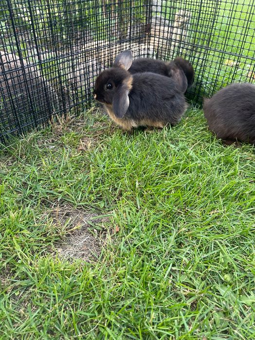 Króliczki Mini lop