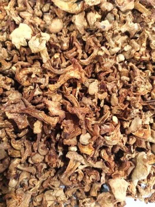 Grzyby suszone kurki tegoroczne