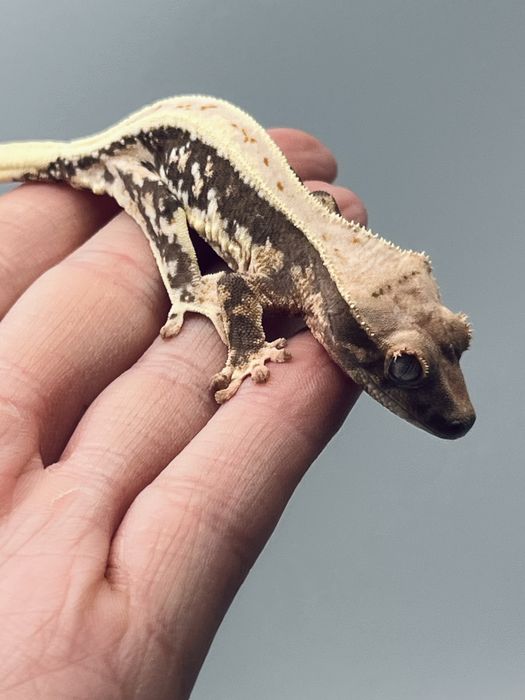 Gekon orzęsiony lily white