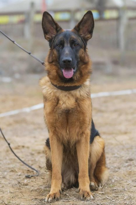 Щенок немецкой овчарки