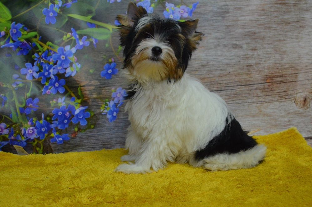 Хлопчики і дівчинки бівера і Йорка