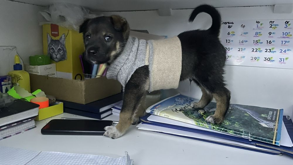 Прилаштовується крихітний хлопчик