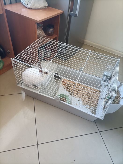 Oddam królika w dobre ręce