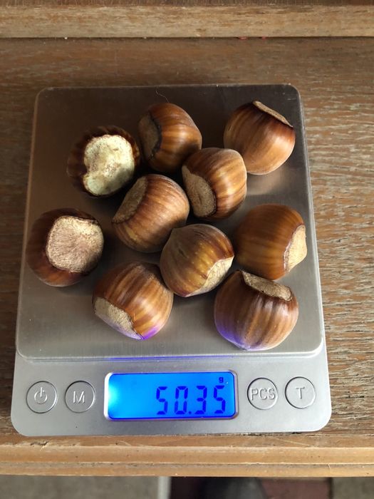 Продам саджанці фундука