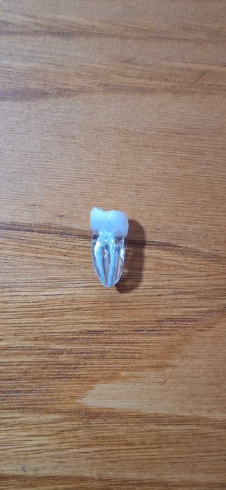 Modelos dentários para prática ENDODONTIA