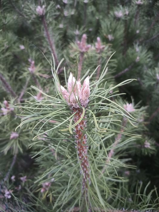 Sosna czarna pinus nigra 80-100 cm