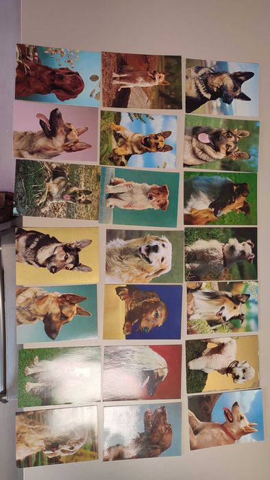 21 Postais com Cães - Não Circulados