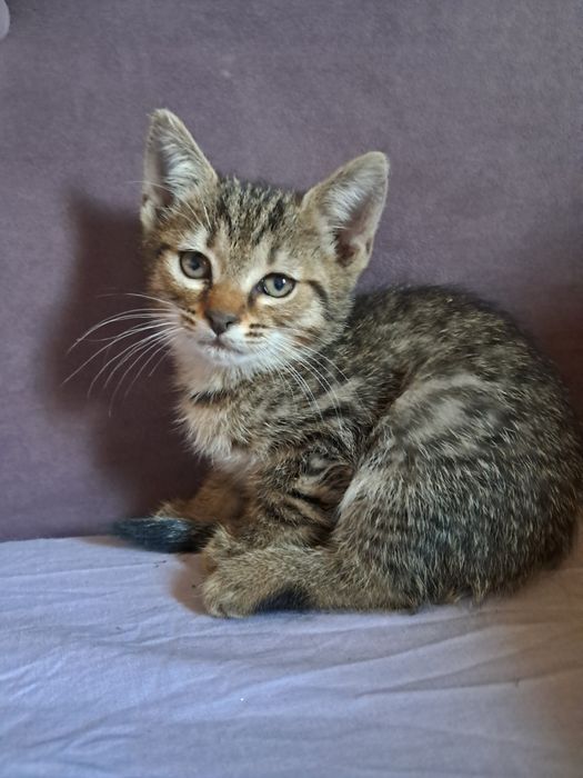 котята (все девочки)