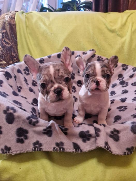 Французький бульдог