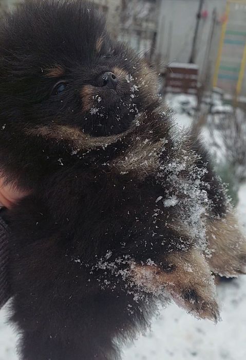 Мини мальчик померанчик