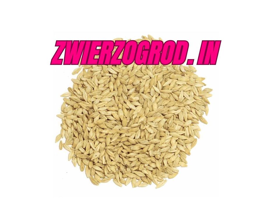 MDM jęczmień browarniany dla gołębi 25 kg ** zwierzogrod.in **
