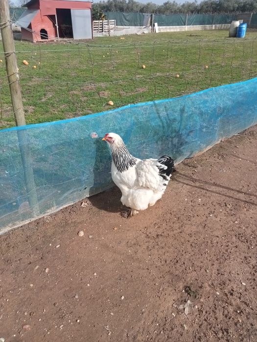 Para venda Galinhas Brama